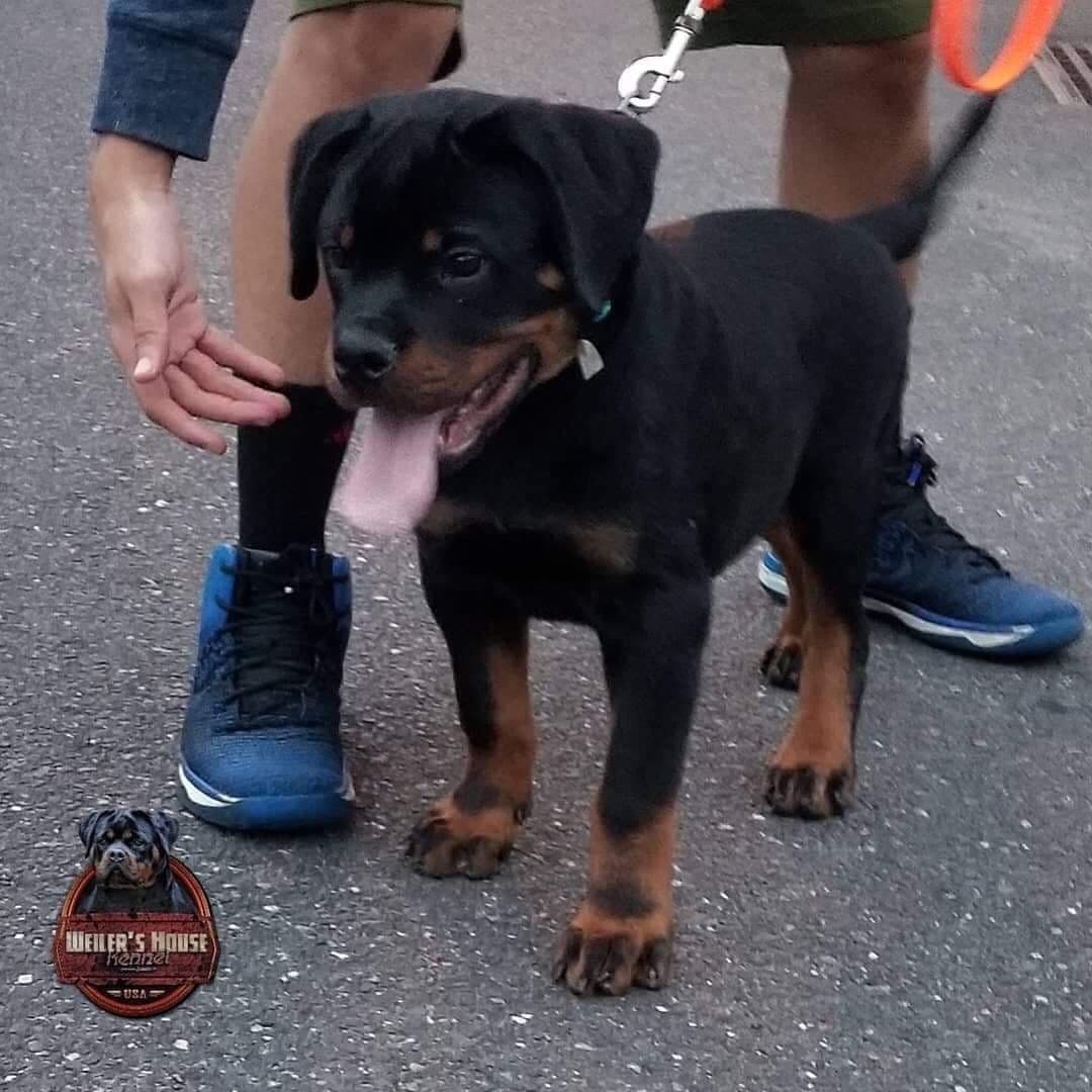 Rottweiler puppies in Ocala fl, imported bloodline breeder image 4