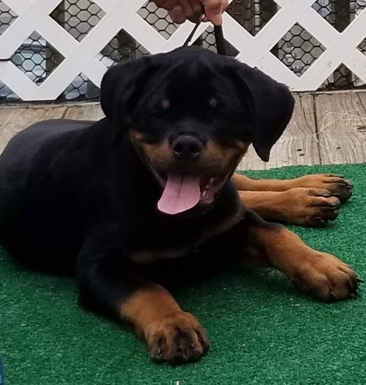 Rottweiler puppies in Ocala fl, imported bloodline breeder image 5