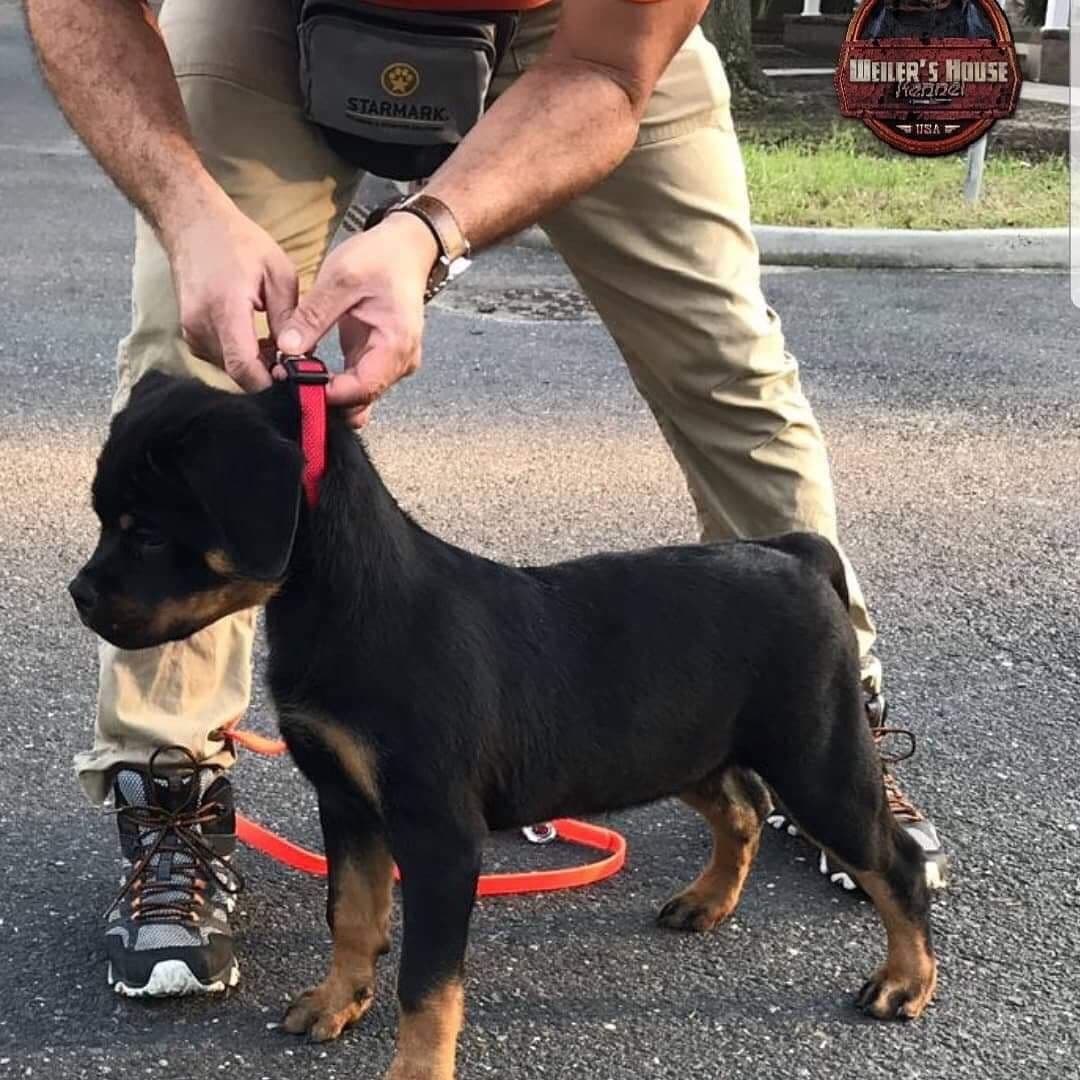 Rottweiler puppies in Ocala fl, imported bloodline breeder image 7