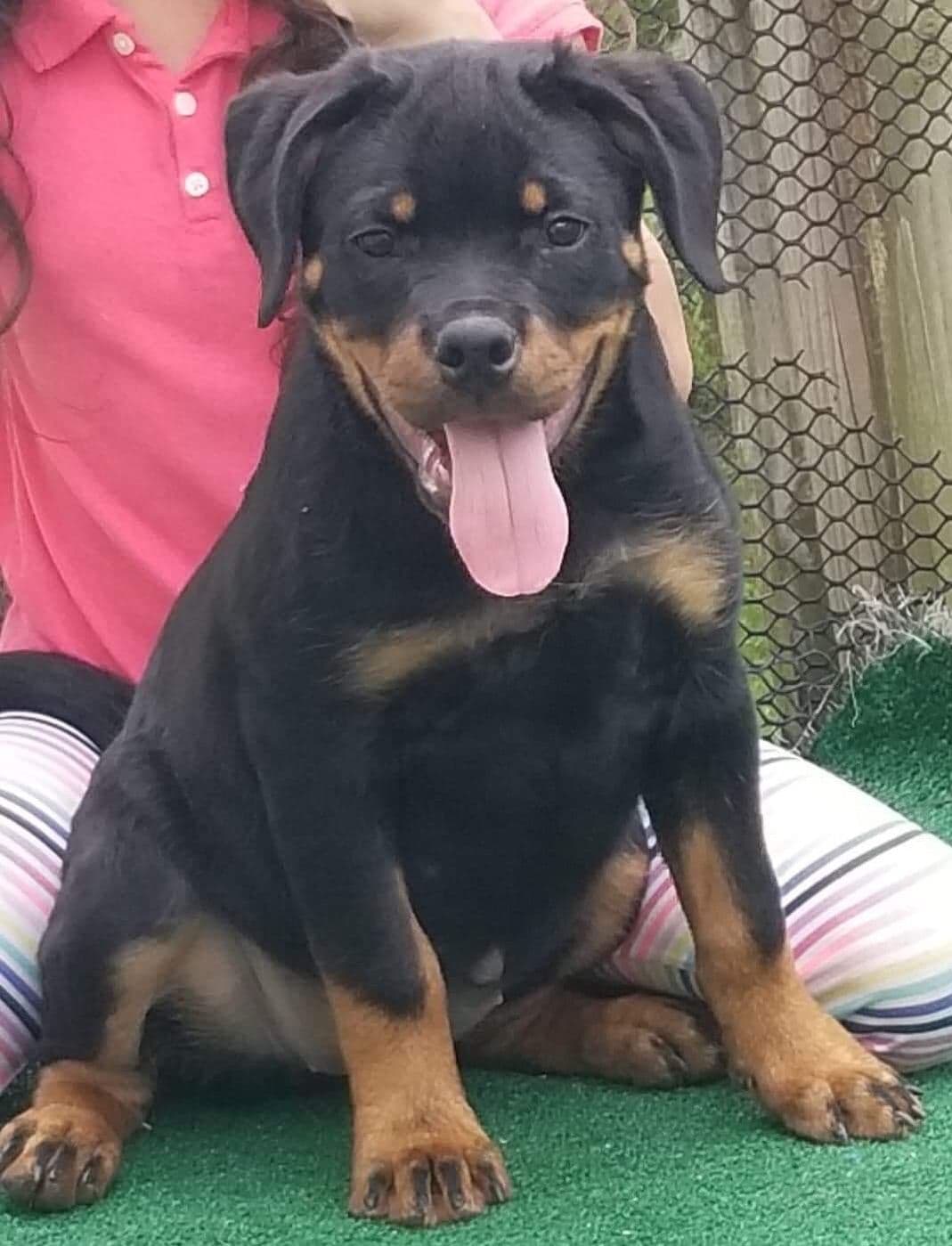 Rottweiler puppies in Ocala fl, imported bloodline breeder image 6