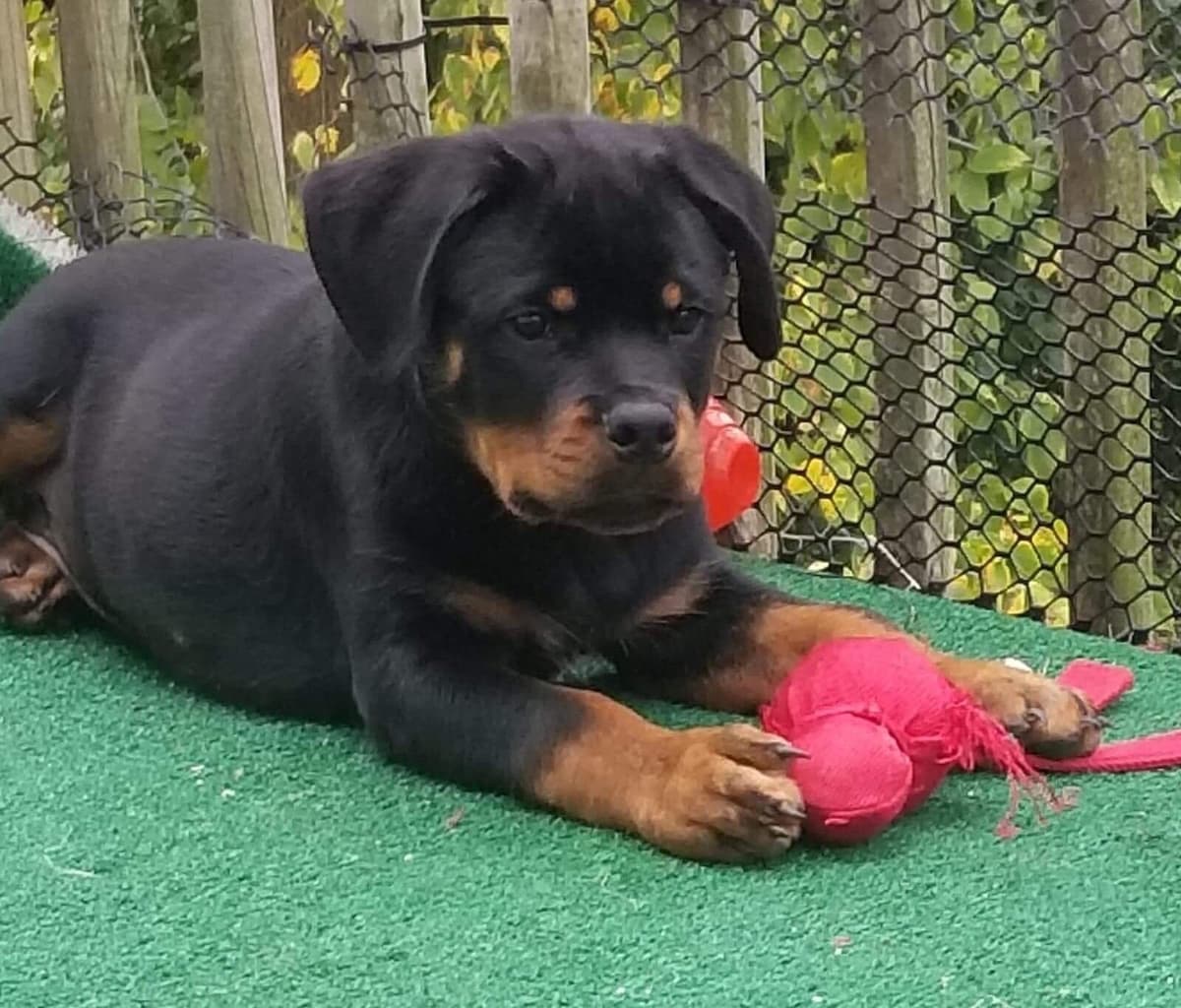 Rottweiler puppies in Ocala fl, imported bloodline breeder image 8