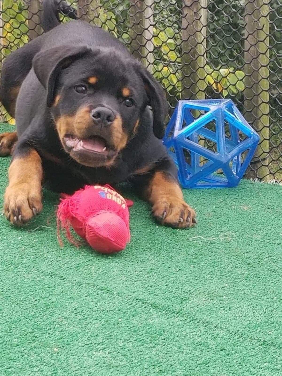 Rottweiler puppies in Ocala fl, imported bloodline breeder image 9
