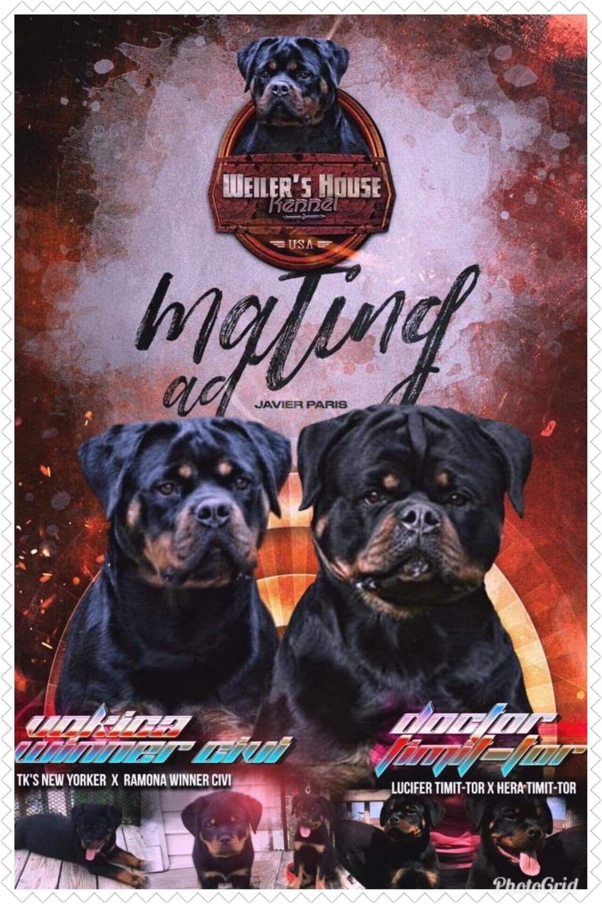 Rottweiler puppies in Ocala fl, imported bloodline breeder image 10