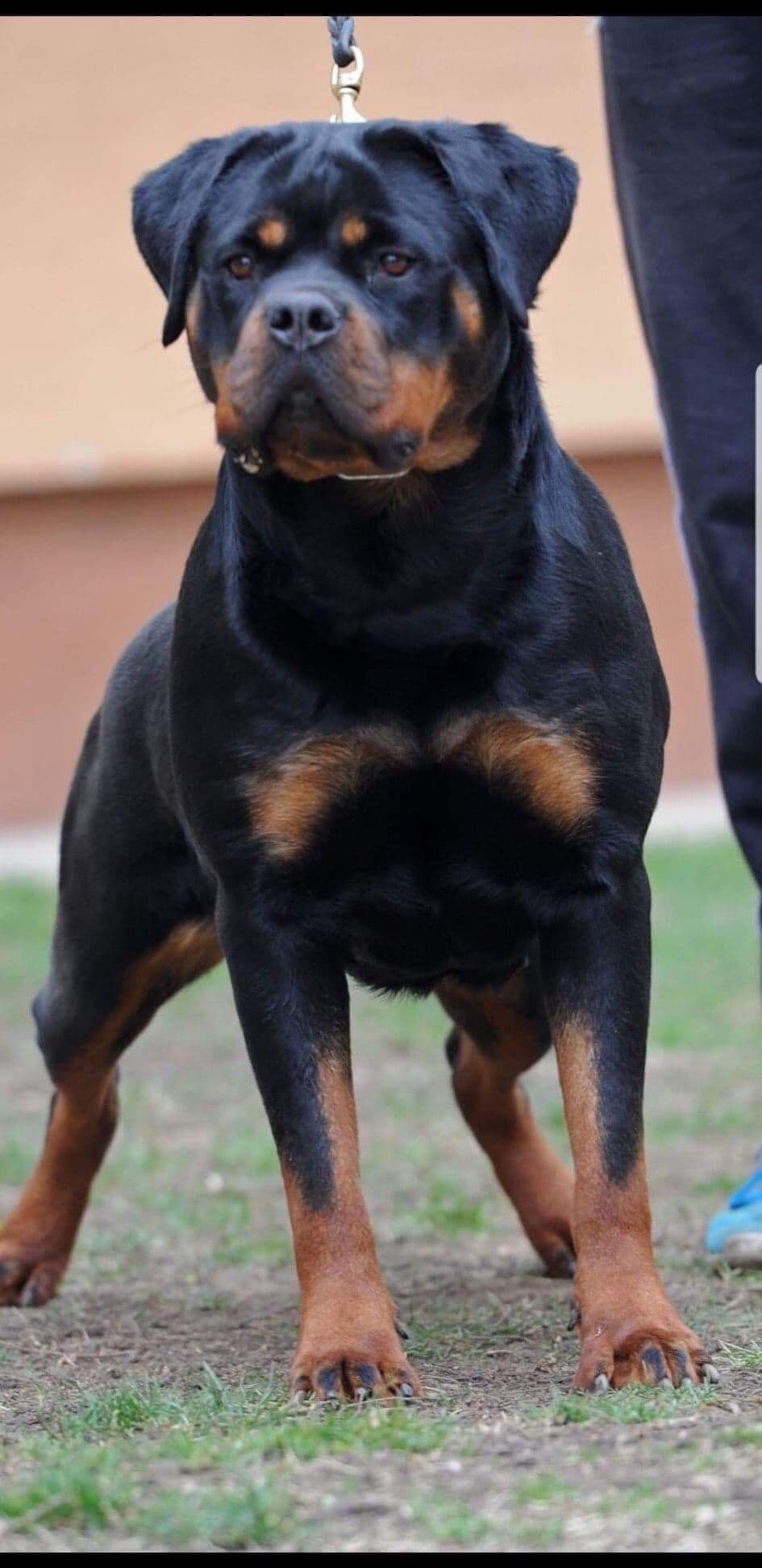 Rottweiler puppies in Ocala fl, imported bloodline breeder image 11