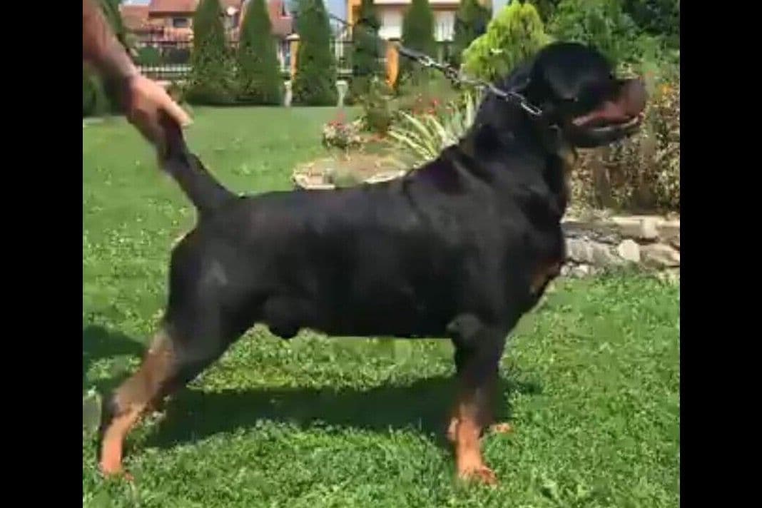 Rottweiler puppies in Ocala fl, imported bloodline breeder image 12