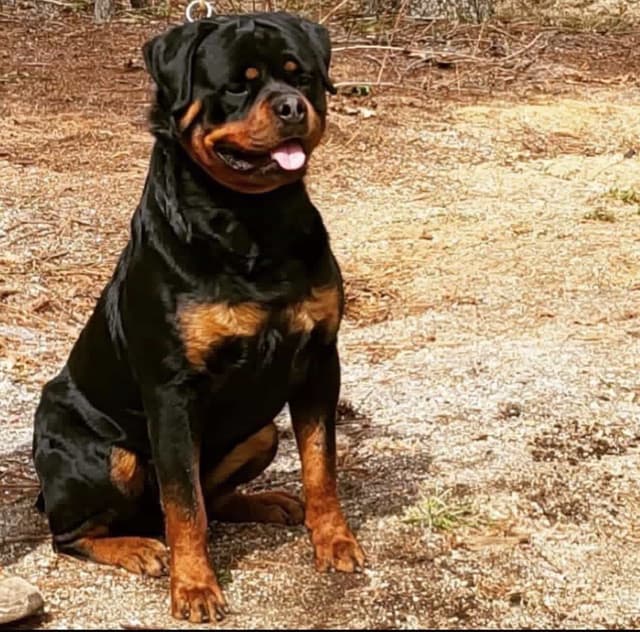 Rottweiler puppies in Ocala fl, imported bloodline media 6