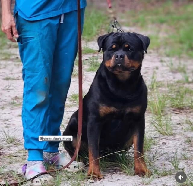 Rottweiler puppies in Ocala fl, imported bloodline media 7