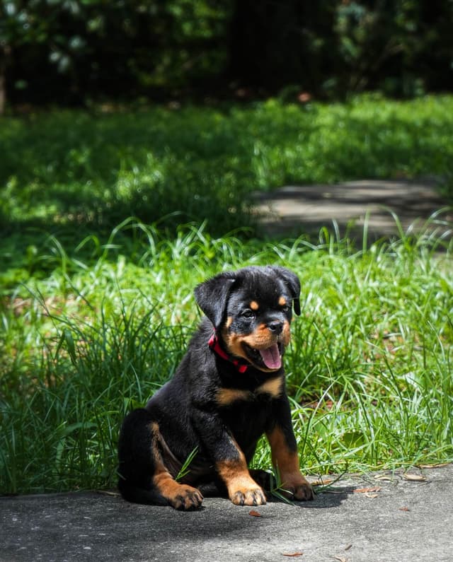 Rottweiler puppies in Ocala fl, imported bloodline media 4