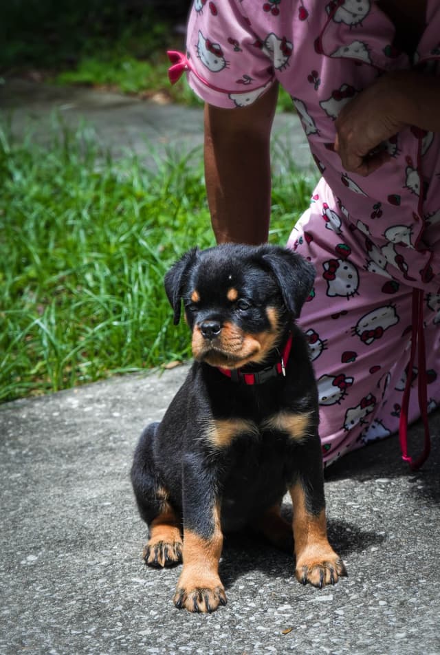 Rottweiler puppies in Ocala fl, imported bloodline media 5