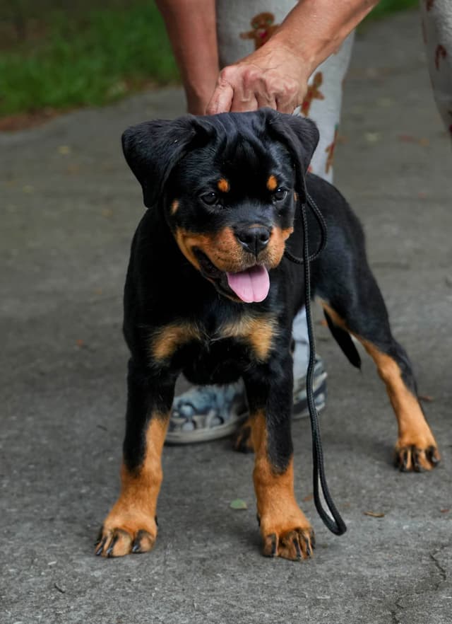 Rottweiler puppies in Ocala fl, imported bloodline media 2