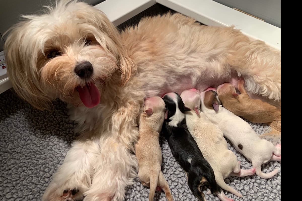 Havanese Puppies breeder image 3