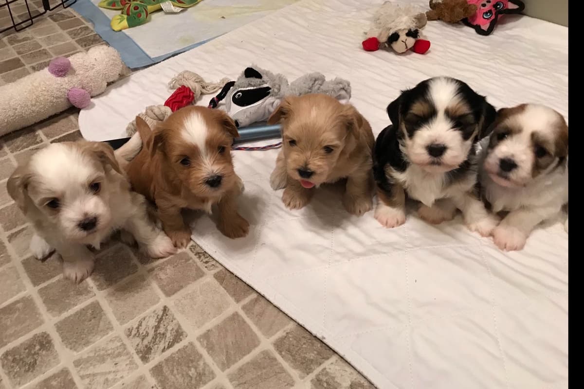 Havanese Puppies breeder image 4