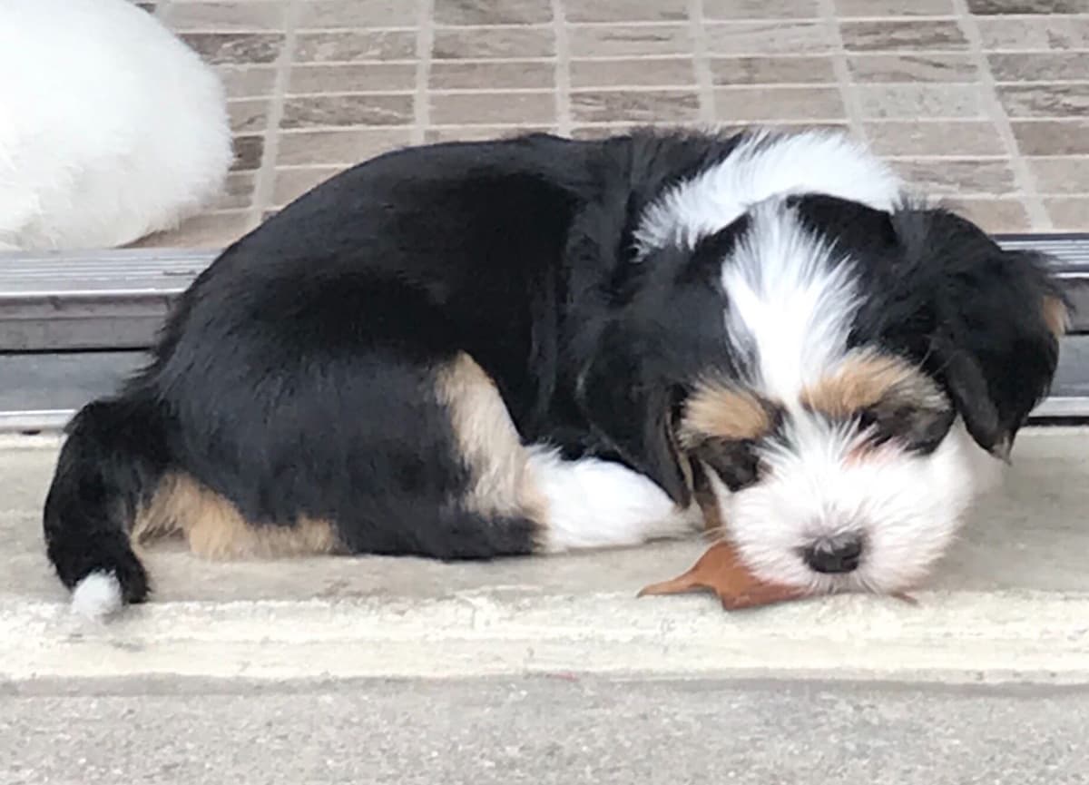 Havanese Puppies breeder image 5