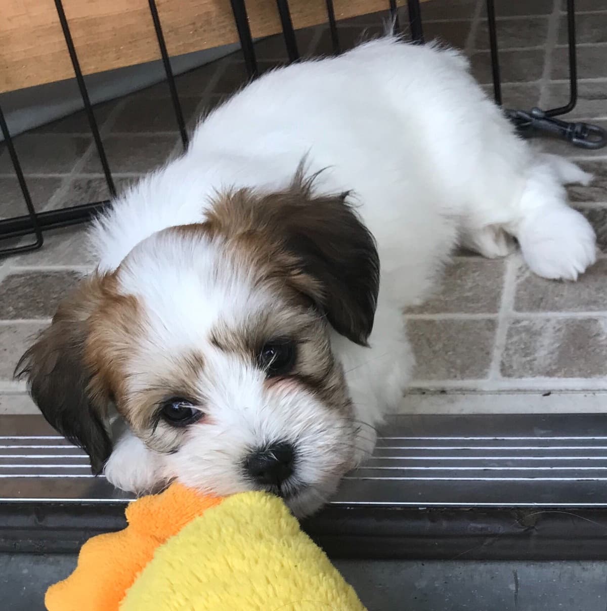 Havanese Puppies breeder image 6
