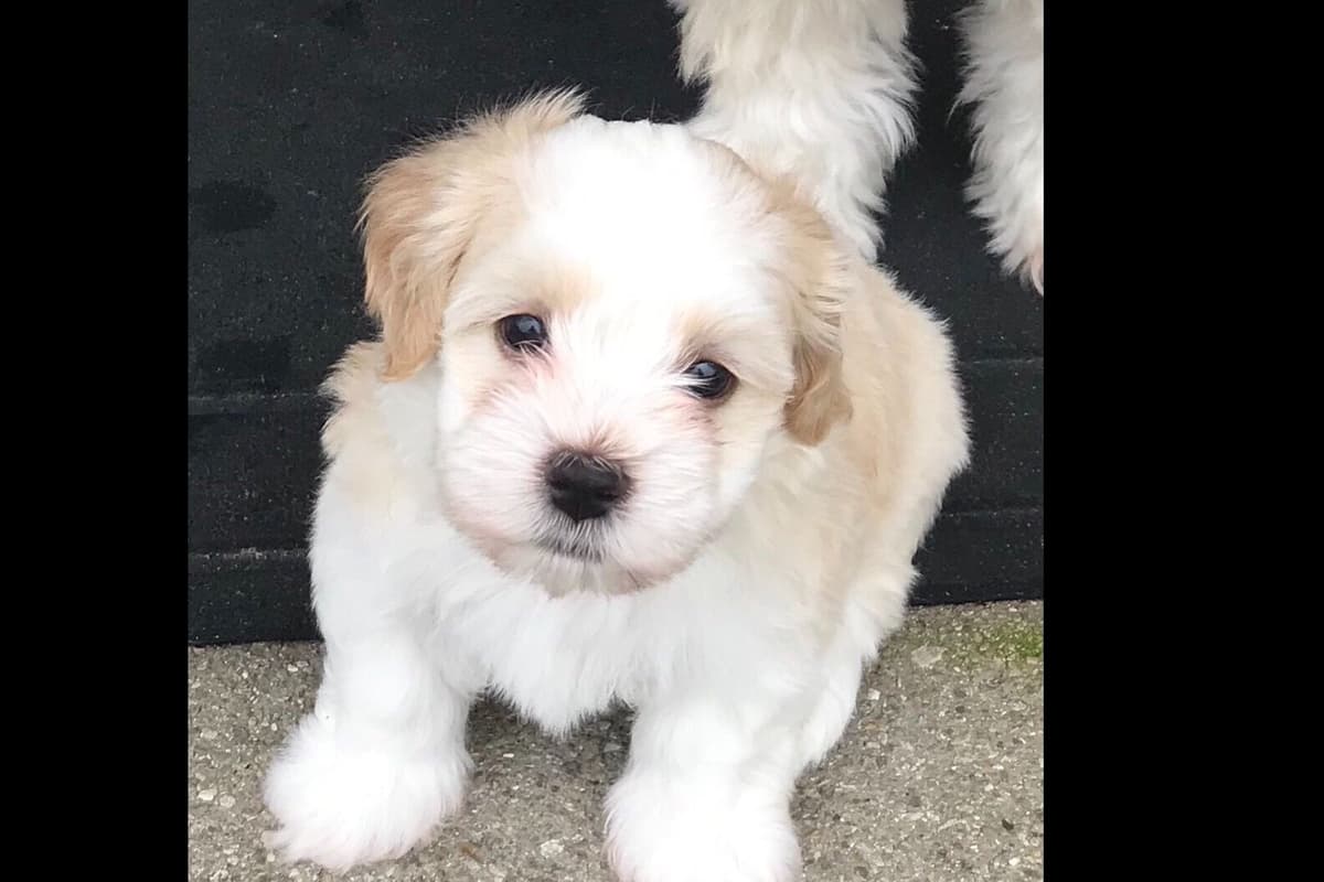 Havanese Puppies breeder image 2