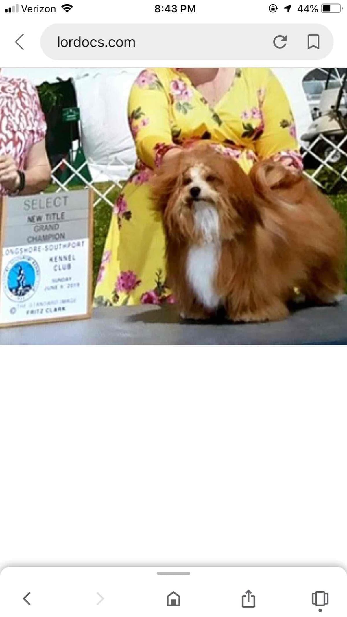 Havanese Puppies breeder image 8