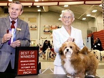 Havanese Puppies breeder image 9