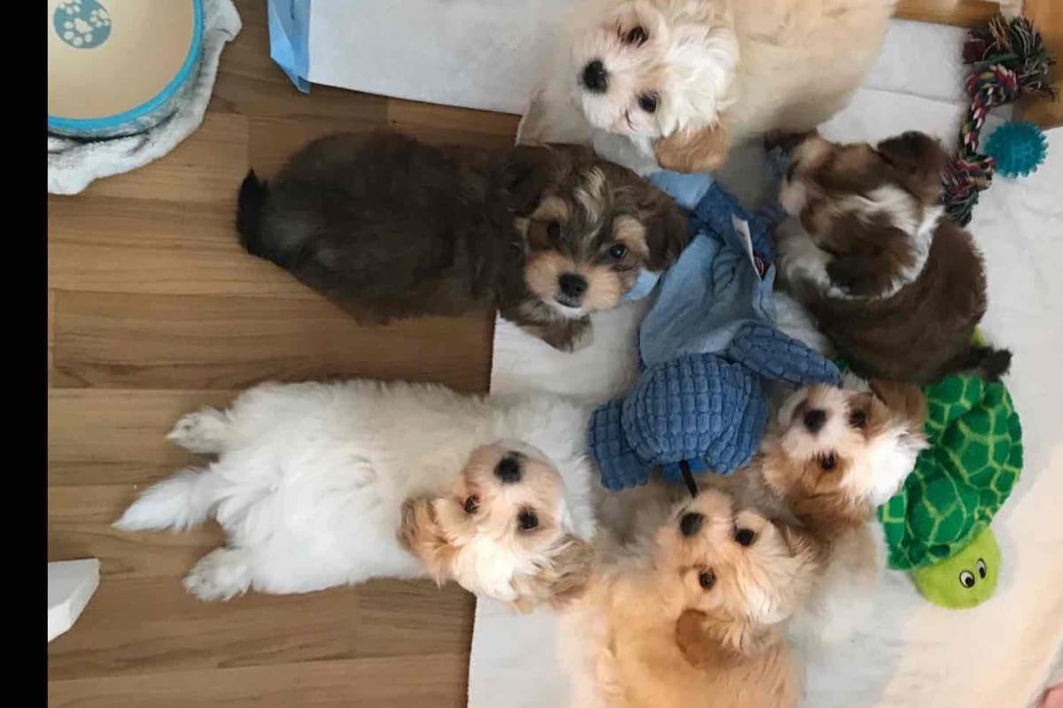 Havanese Puppies breeder image 1