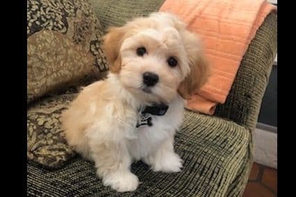 Havanese Puppies breeder image 10