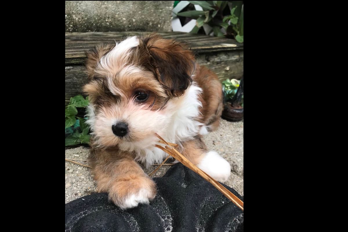 Havanese Puppies breeder image 11