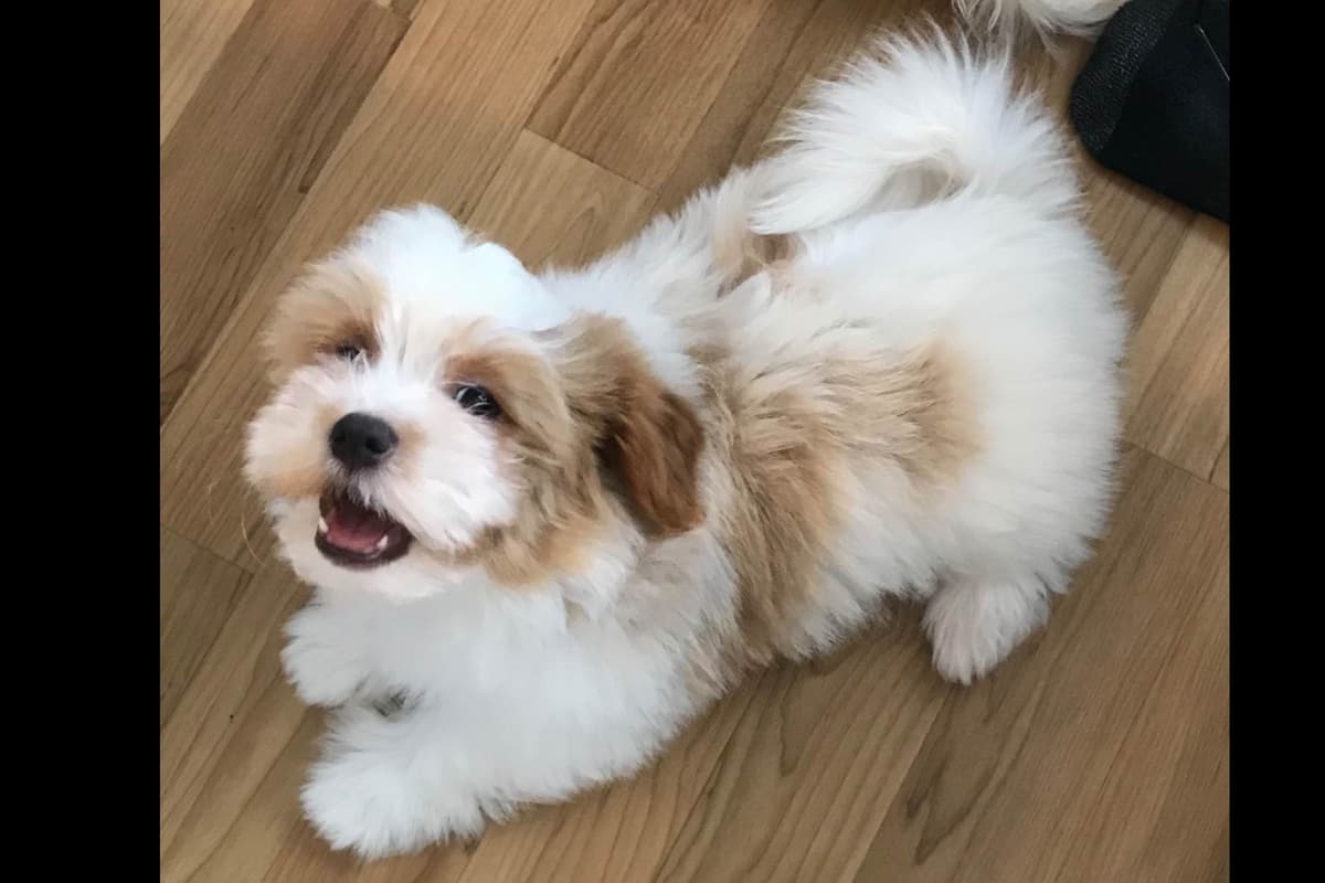 Havanese Puppies breeder image 13