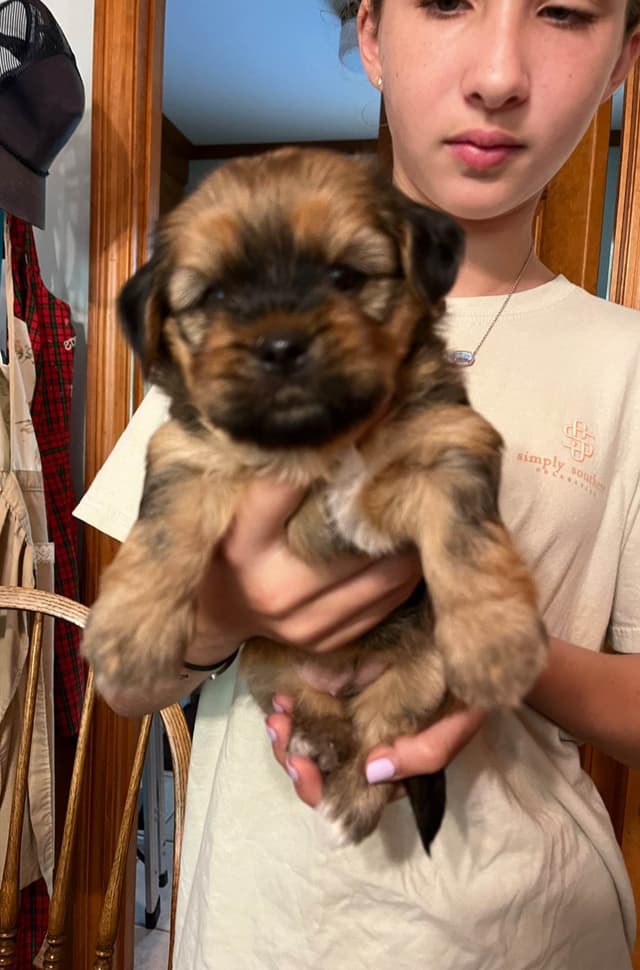 Havanese Puppies media 2