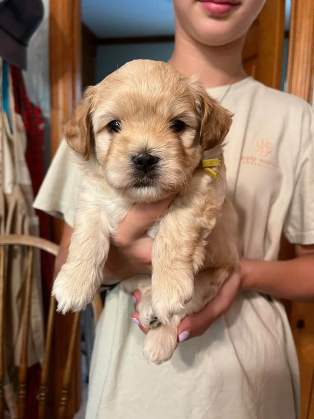 Havanese Puppies media 3