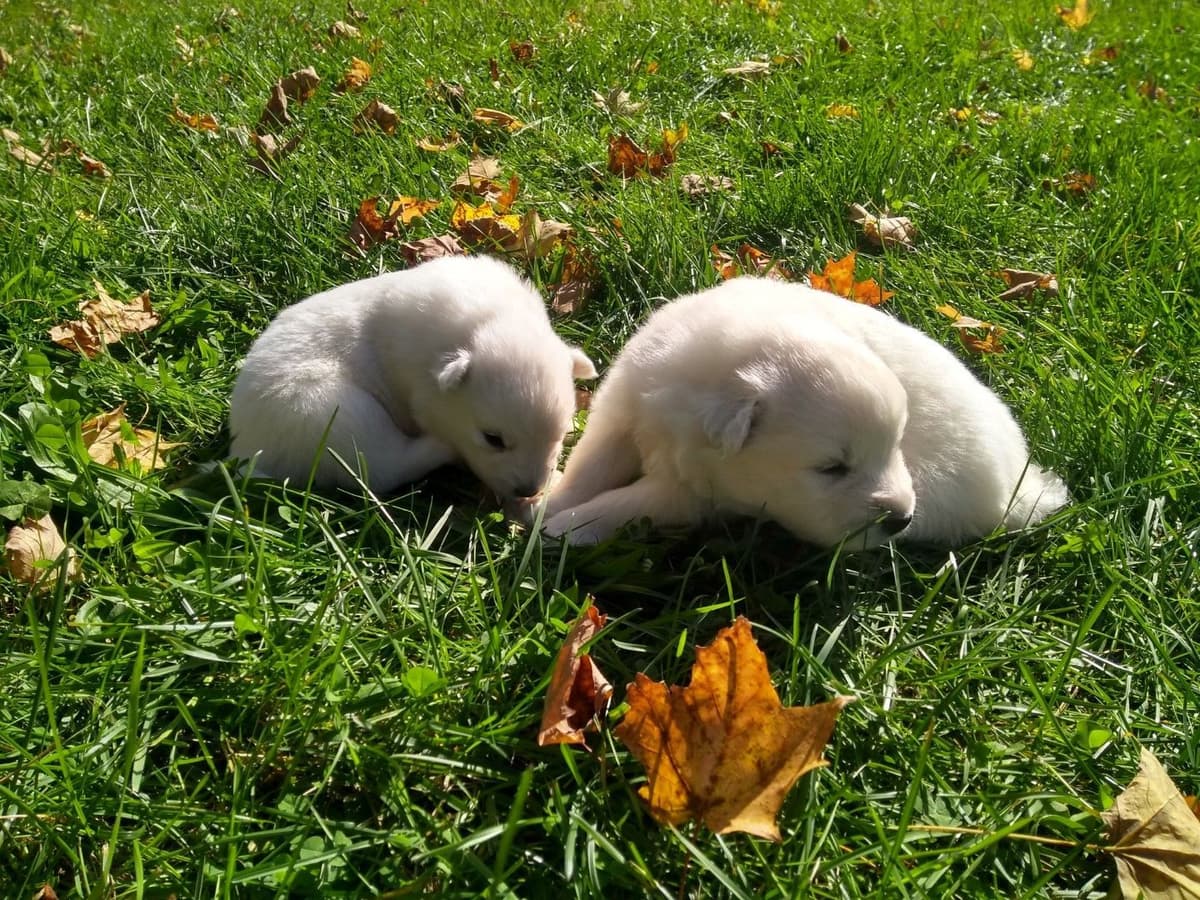 Signature Samoyed Puppies breeder image 2