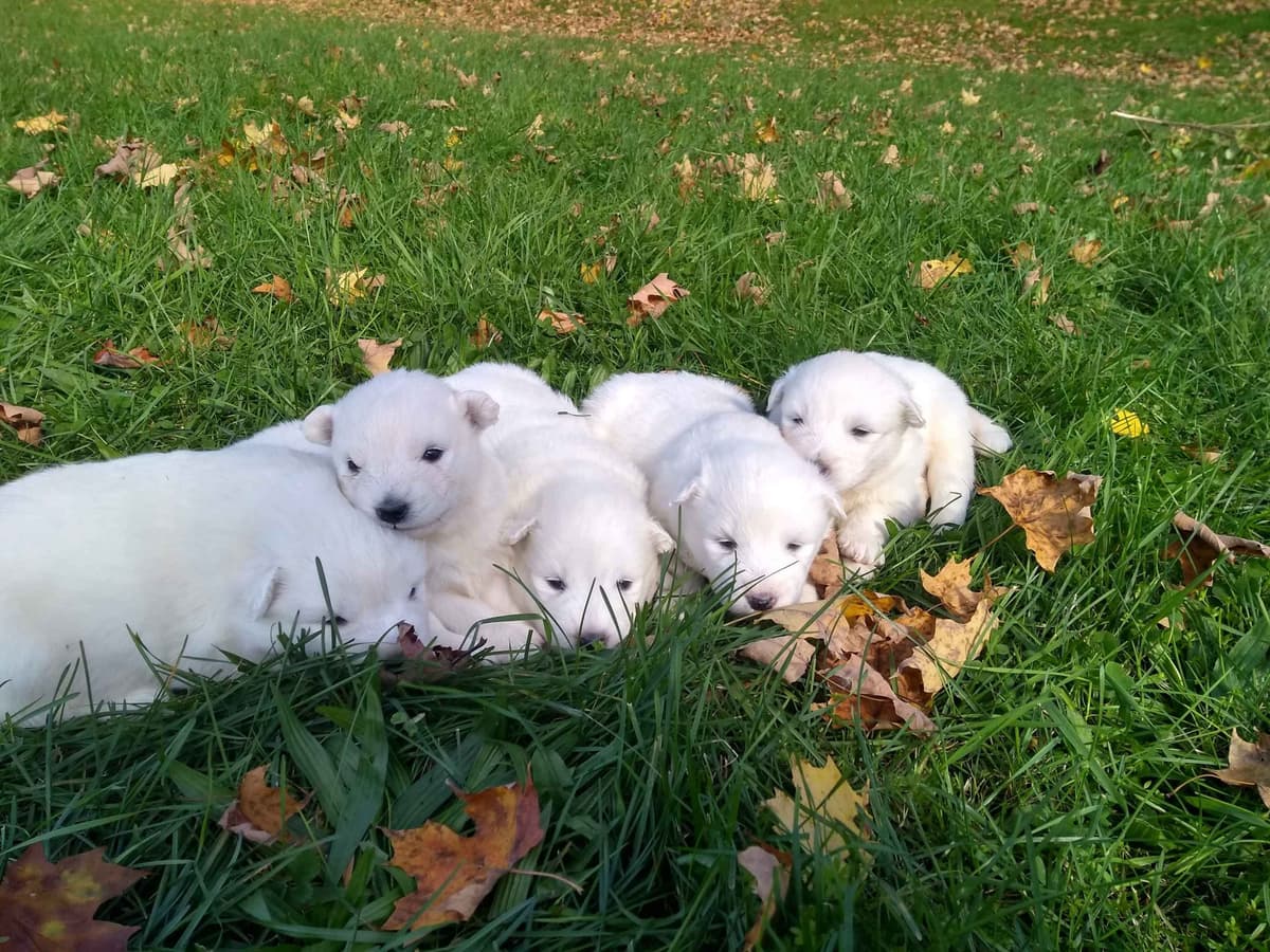 Signature Samoyed Puppies breeder image 3