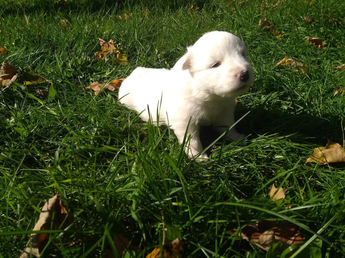 Signature Samoyed Puppies breeder image 4