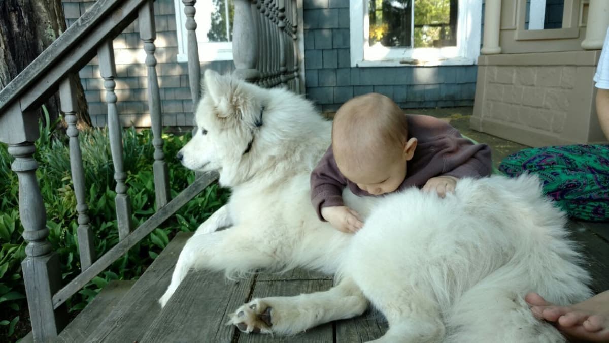 Signature Samoyed Puppies breeder image 5