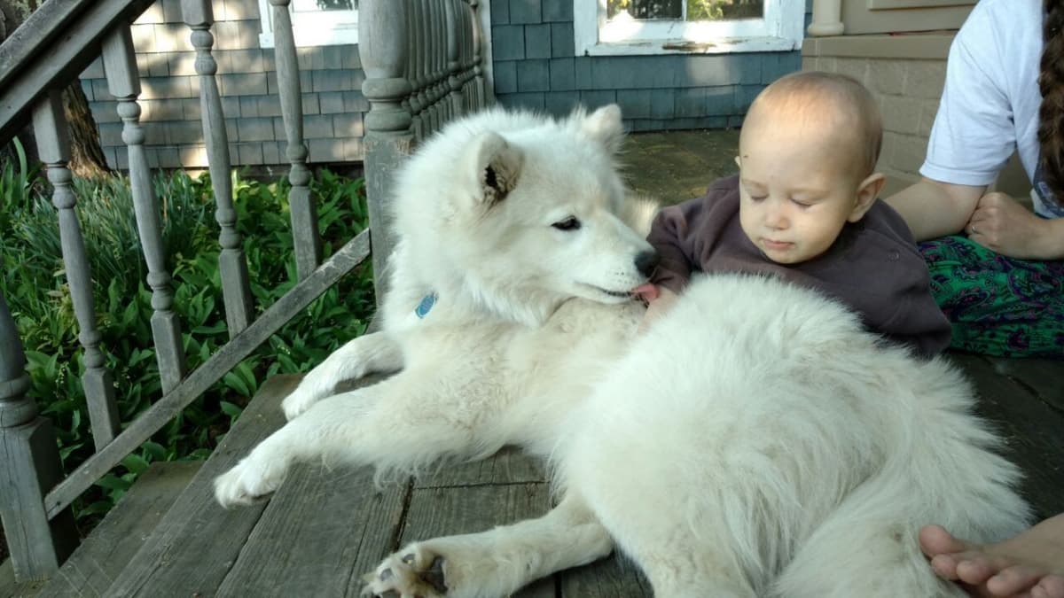 Signature Samoyed Puppies breeder image 6