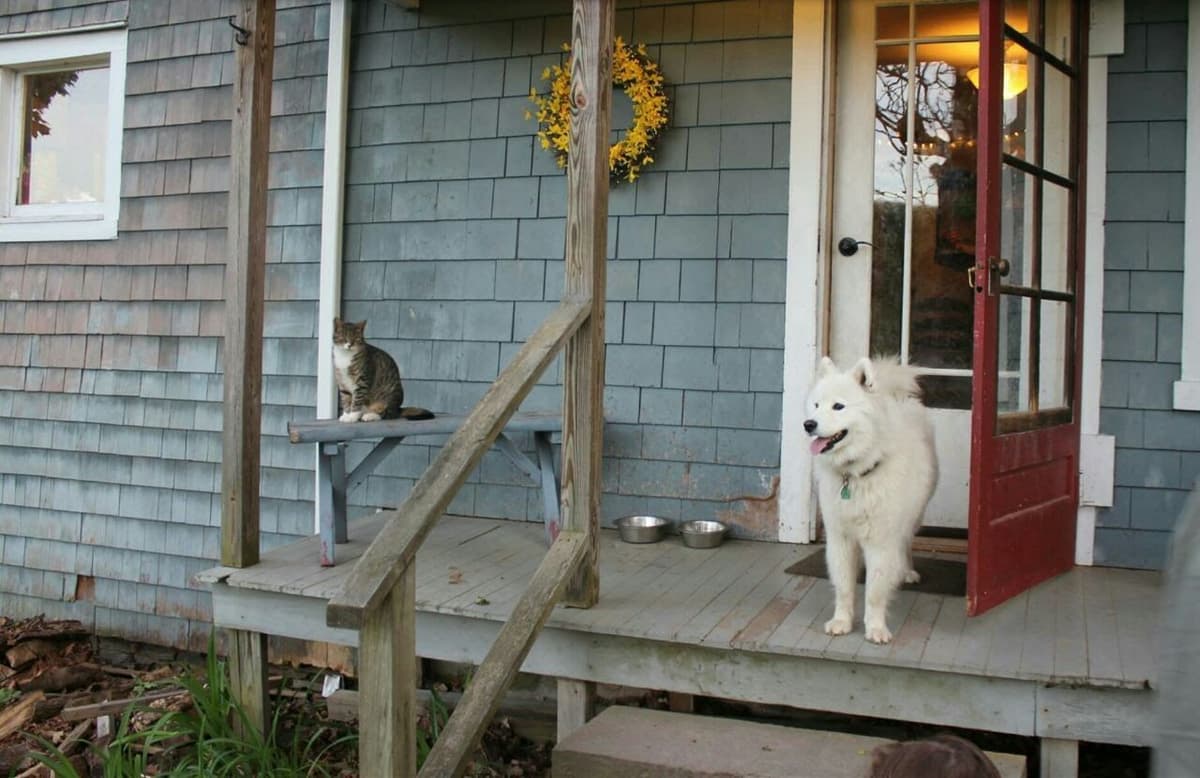 Signature Samoyed Puppies breeder image 8