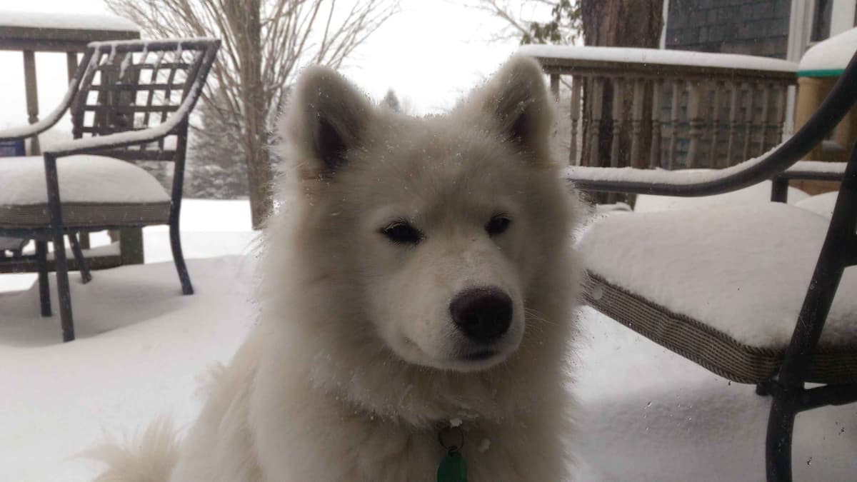 Signature Samoyed Puppies breeder image 7