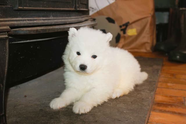 Signature Samoyed Puppies media 2