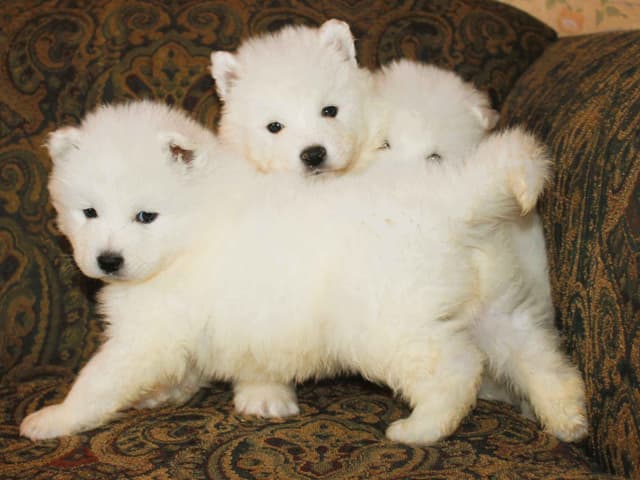 Signature Samoyed Puppies media 4