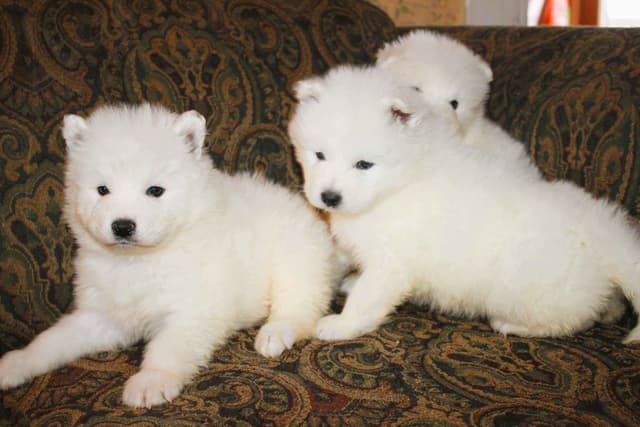 Signature Samoyed Puppies media 5
