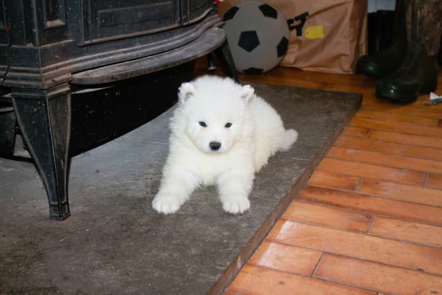Signature Samoyed Puppies media 6