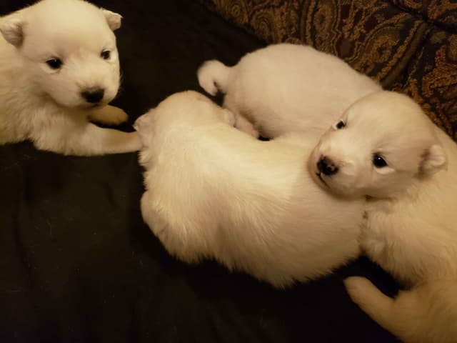 Samoyed Puppies media 4