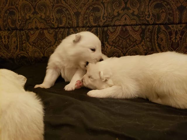 Samoyed Puppies media 3