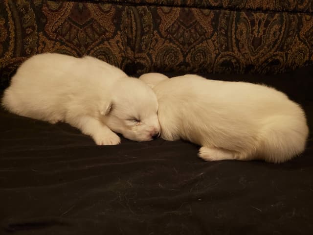 Samoyed Puppies media 5
