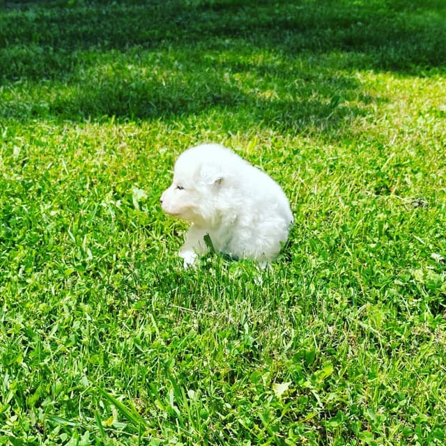 Samoyed Puppies media 2