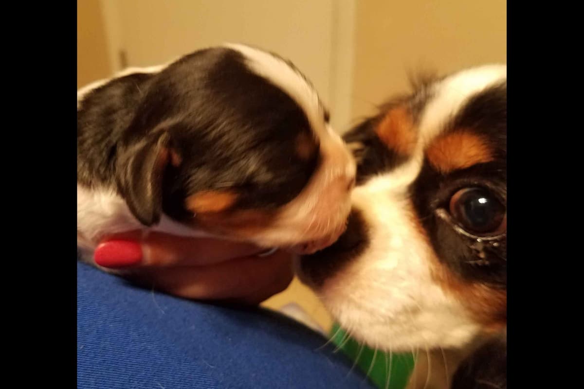 Cavalier King Charles Spaniel Puppies breeder image 1