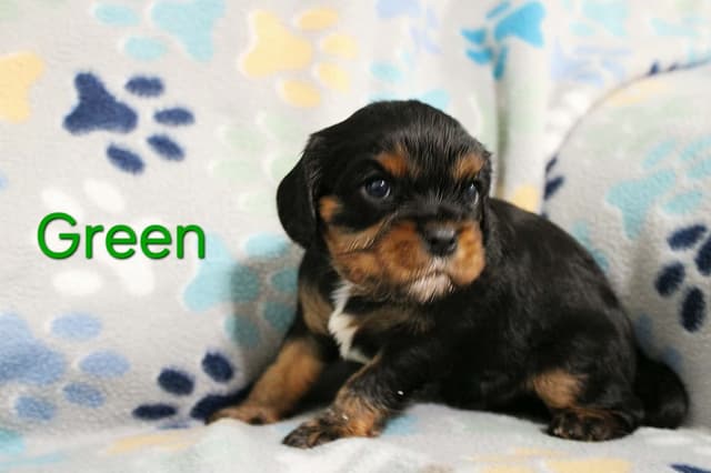 Cavalier King Charles Spaniel Puppies media 3