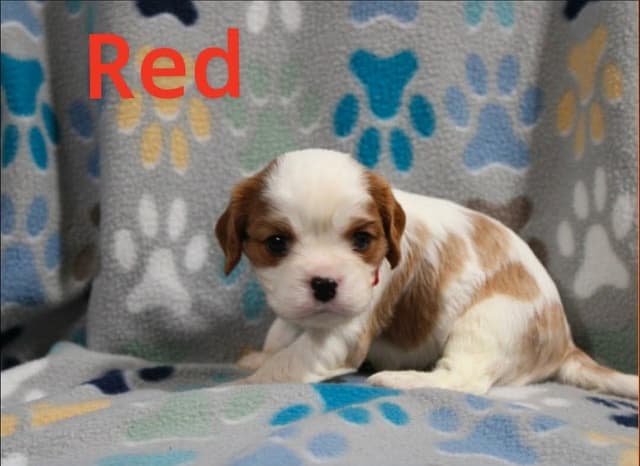 Cavalier King Charles Spaniel Puppies media 4