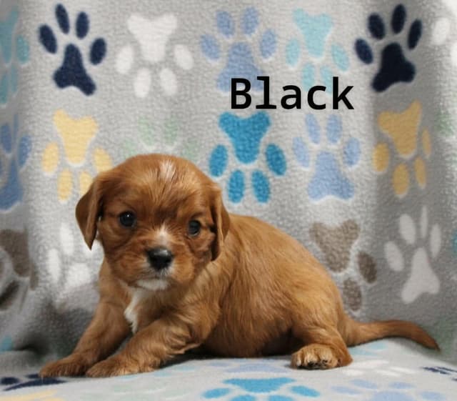 Cavalier King Charles Spaniel Puppies media 5