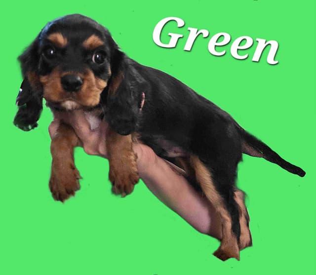 Cavalier King Charles Spaniel Puppies media 7