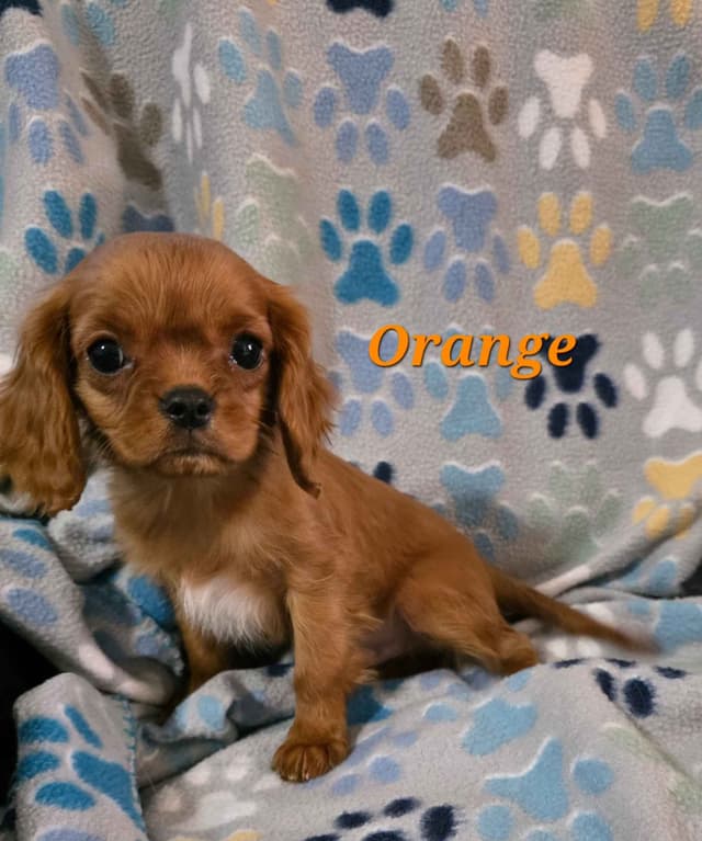 Cavalier King Charles Spaniel Puppies media 8
