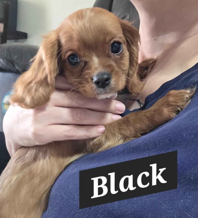 Cavalier King Charles Spaniel Puppies media 9