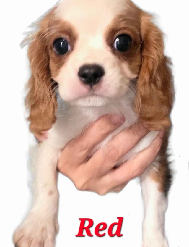 Cavalier King Charles Spaniel Puppies media 10